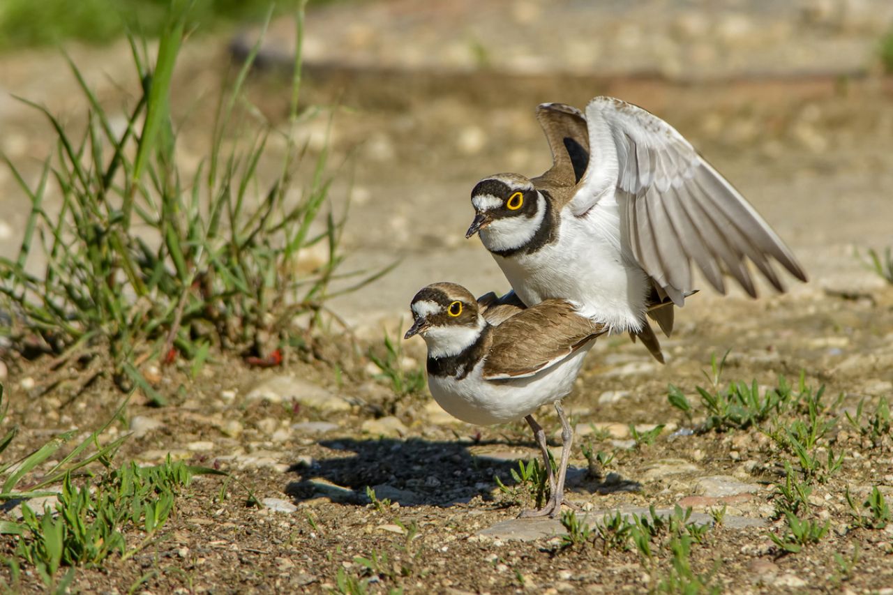 Love!!    Corriere piccolo (Charadrius dubius)